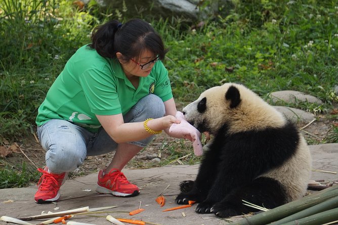 Visiting Dujiangyan Yaan Wolong Panda Base Optional Volunteering - Activities at the Panda Base