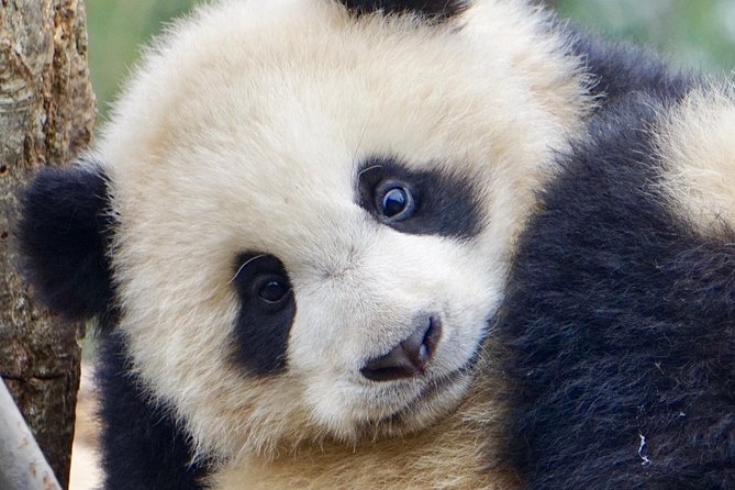 Visiting Dujiangyan Yaan Wolong Panda Base Optional Volunteering - Preparing Food for the Pandas