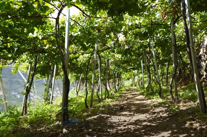 Visiting Local Vineyard With Wine Tasting & Lunch Included - Pickup and Confirmation Details