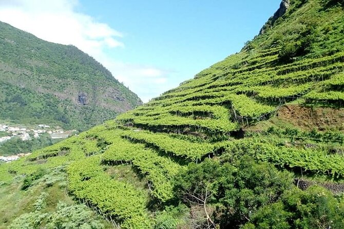 Visiting Local Vineyard With Wine Tasting & Lunch Included - Maximum Group Size and Guides