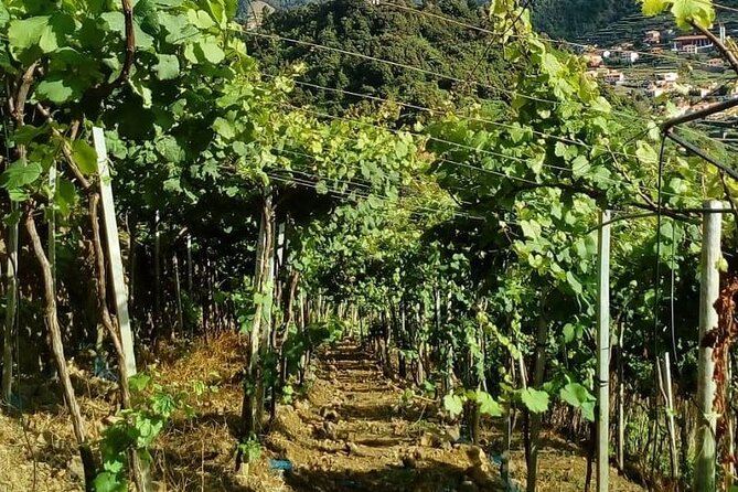 Visiting Local Vineyard With Wine Tasting & Lunch Included - Breathtaking Views and Experiences