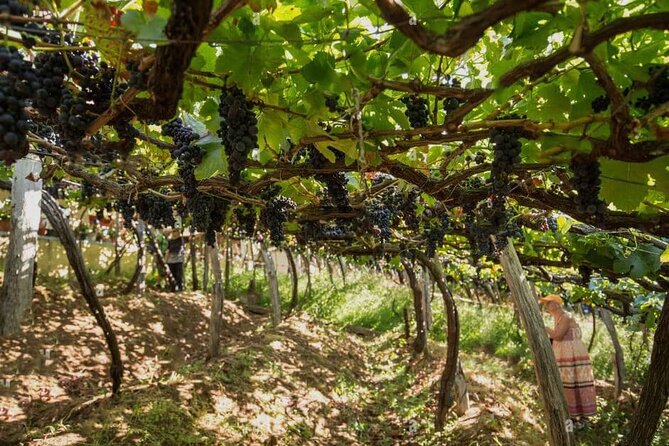 Visiting Local Vineyard With Wine Tasting & Lunch Included - Positive Traveler Feedback