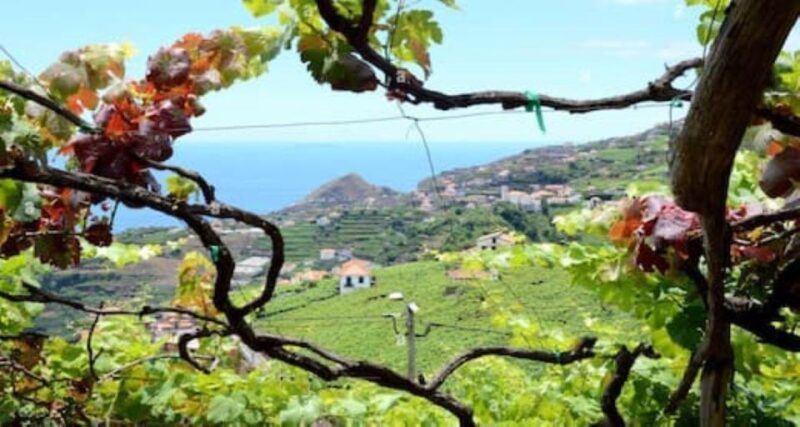 Visiting Local Vineyard With Wine Tasting & Lunch Included - Key Points