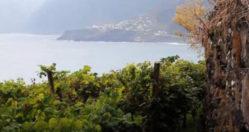 Visiting Local Vineyard With Wine Tasting & Lunch Included - Pricing Details
