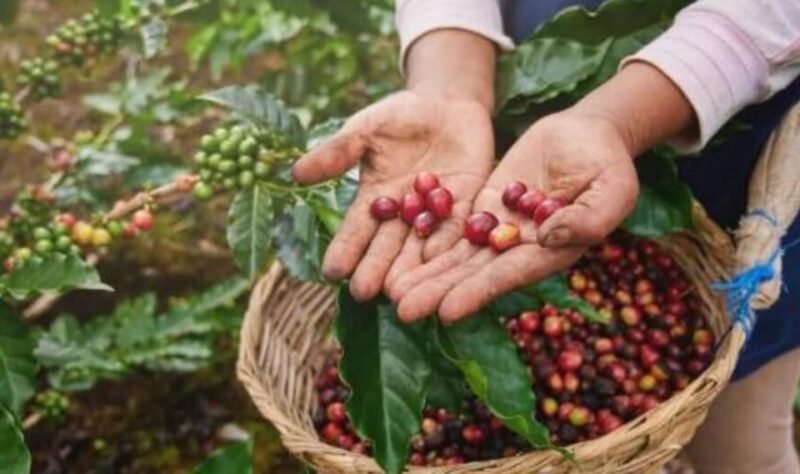 VITERBO: Coffee and Cacao Artisan Tour - Key Points