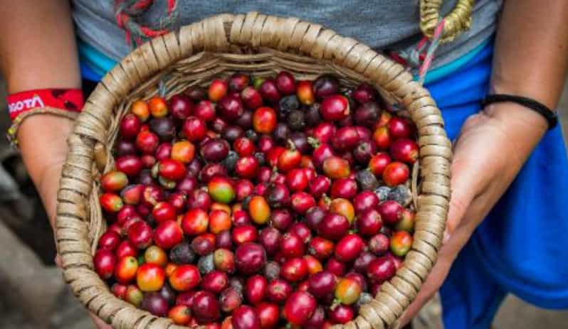 VITERBO: Coffee and Cacao Artisan Tour - Booking Information