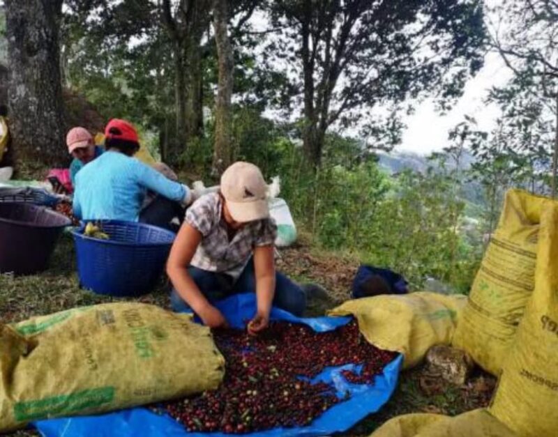 VITERBO: Coffee and Cacao Artisan Tour - Exploring the Finca