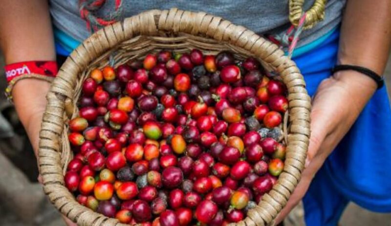 VITERBO: Coffee and Cacao Artisan Tour - Experience Highlights