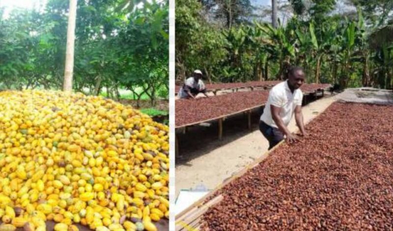 VITERBO: Coffee and Cacao Artisan Tour - Tour Itinerary