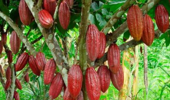 VITERBO: Coffee and Cacao Artisan Tour - Hands-on Artisan Experience