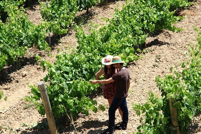 Viticulture and Wine-Tasting 3-Hour Trip From Barcelona - Wine Tasting and Sensory Experience