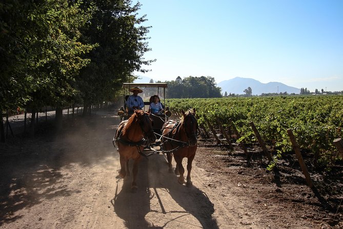 Viu Manent and Montes Alpha, Colchagua Valley From Santiago - Highlights of the Guided Tours