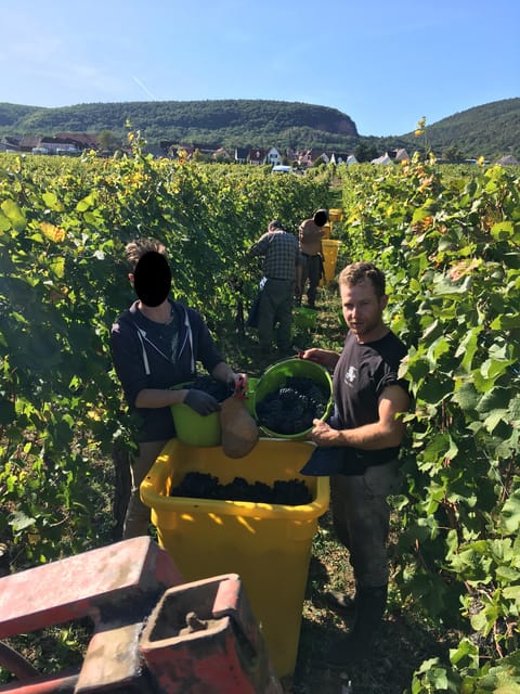 Vœgtlinshoffen: Alsace Wine Tasting - Reservation and Group Booking Options