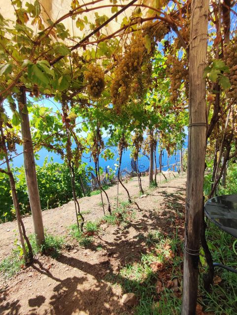 Volastra: BarCa Wine Tasting in Cinque Terre and Pesto Class - Culinary Experience