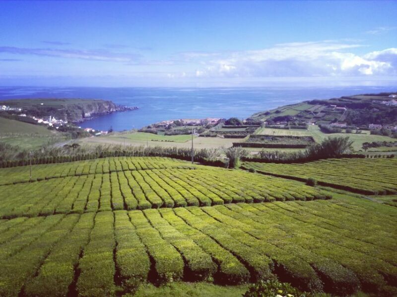 Volcanic Tour & Tea Plantage (3 People) - Itinerary Highlights