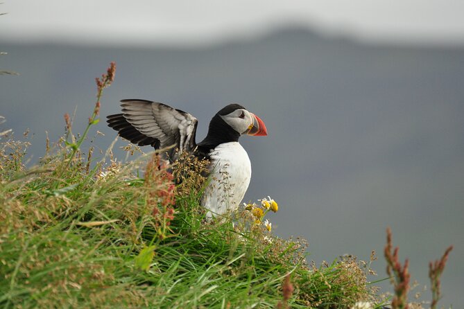 Volcanic Vistas & Puffin Paradise ATV Tour - Inclusions and Highlights
