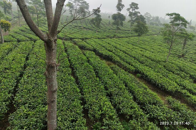 Volcano, Hot Spring, Tea Factory, rice fields and Coffee Tour - The Full Experience: What to Expect