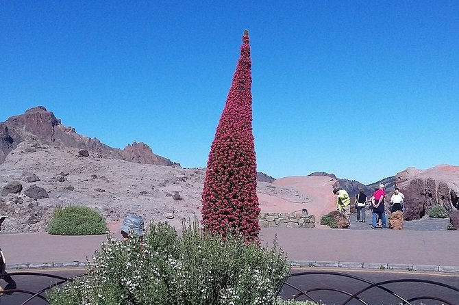 Volcano Teide - Masca Ravine. Guided Tour From Puerto De La Cruz - Tenerife - Visiting Masca Village