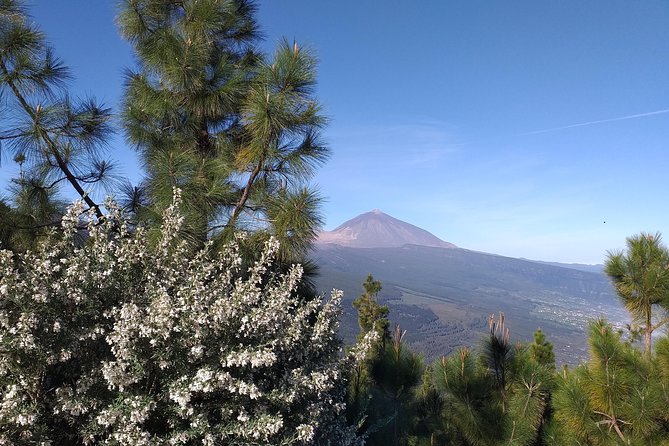 Volcano Teide National Park And North Of The Island VIP TOUR - Accessibility and Policies