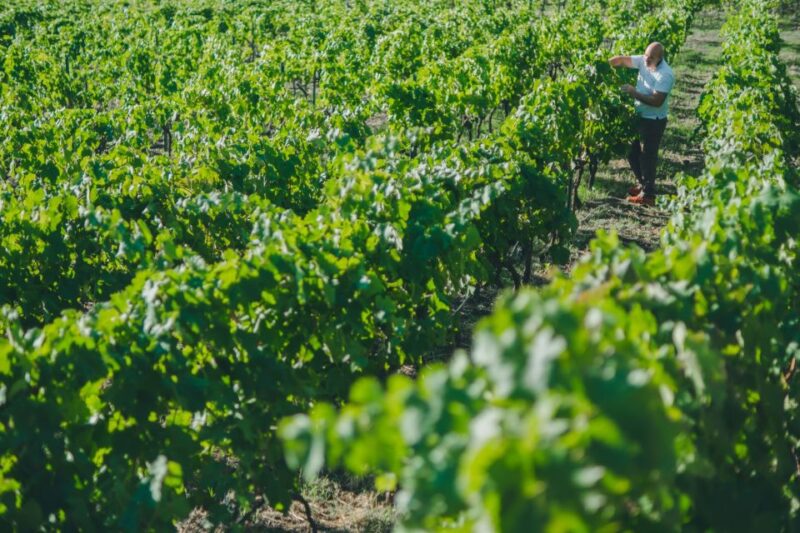 Volcano & Wine - Key Points