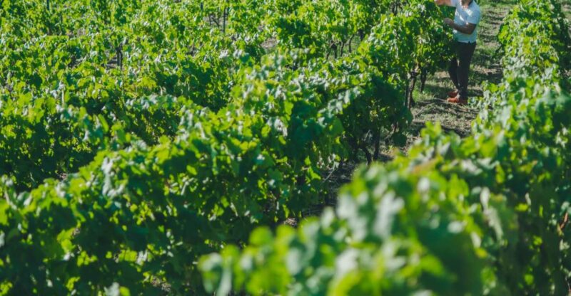 Volcano & Wine - Pricing and Reservation