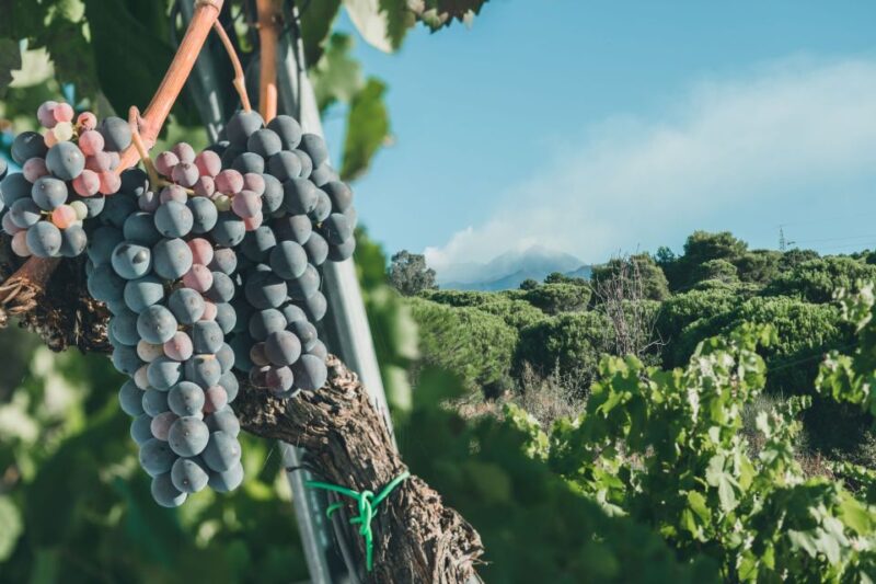 Volcano & Wine - Wine Tasting Experience