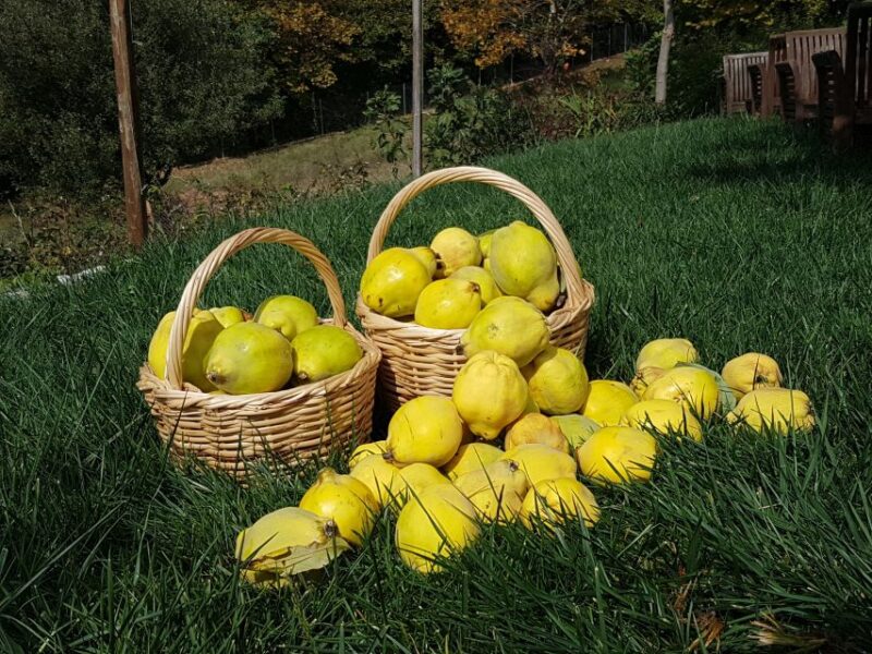 Volos: Cook Like a Local at a Greek Farm - What to Expect