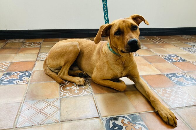 Volunteer at CR Dog Rescue - Key Points