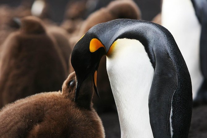 Volunteer Point in Falkland Islands - Tour Inclusions and Logistics