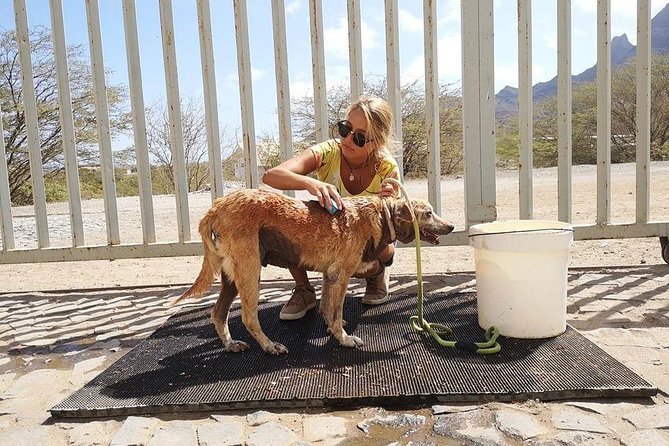 Volunteering With Animals in Sao Vicente! - Activity Inclusions
