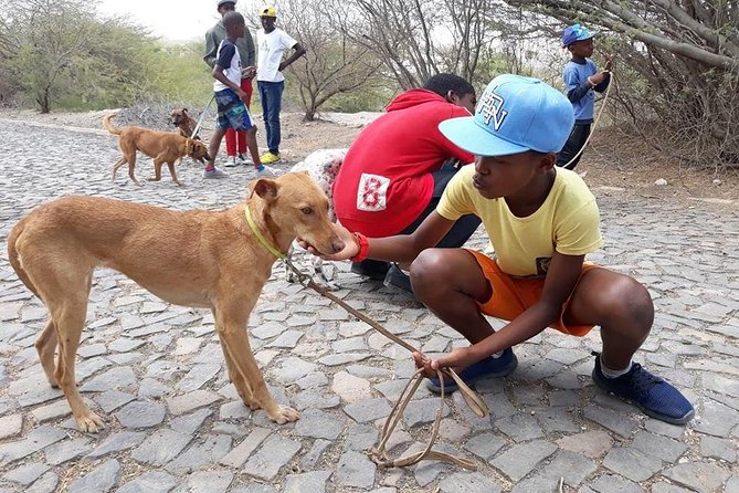 Volunteering With Animals in Sao Vicente! - Volunteer Responsibilities