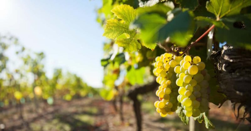Vouvray Wine Half-Day Tour From Tours - Key Points