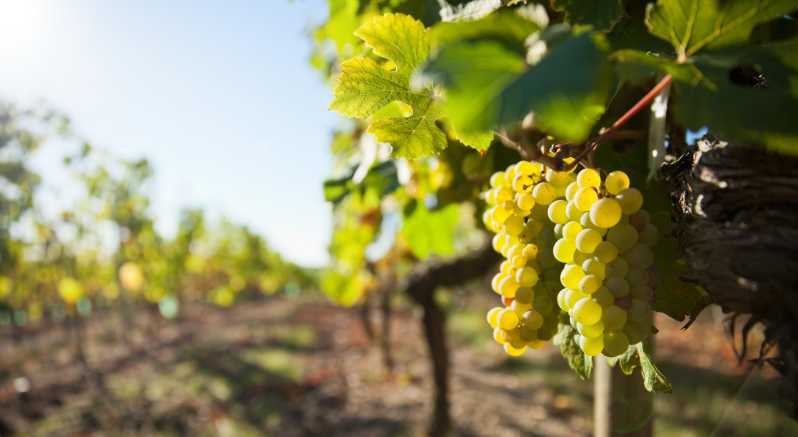 Vouvray Wine Half-Day Tour From Tours - Wine Characteristics