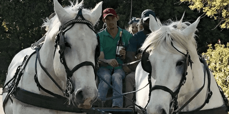 Vrede En Lust Wine Estate: 2-Hour Champagne Carriage Trail - Group Size Requirement