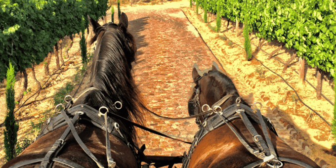 Vrede En Lust Wine Estate: 2-Hour Champagne Carriage Trail - Additional Considerations