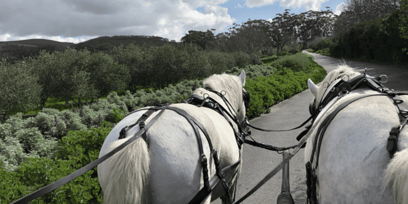 Vrede En Lust Wine Estate: 30M Carriage Ride - Arrival and Identification Requirements