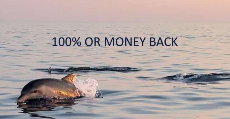 Vrsar: Dolphin Sunrise Adventure With Speedboat - Good To Know