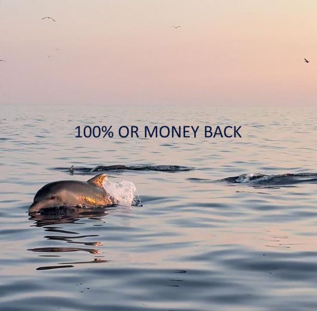 Vrsar: Dolphin Sunrise Adventure With Speedboat - Booking Options