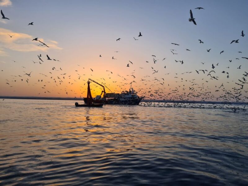 Vrsar: Dolphin Sunrise Adventure With Speedboat - Dolphin Encounter Experience