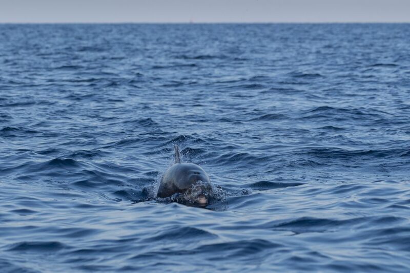 Vrsar: Dolphin Sunrise Adventure With Speedboat - Environmental Considerations
