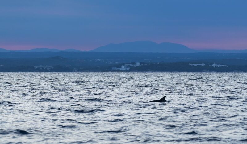 Vrsar: Dolphin Sunrise Adventure With Speedboat - Inclusions and Exclusions