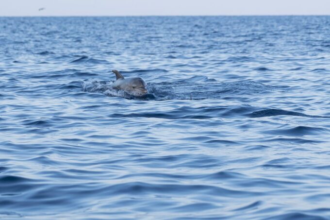 Vrsar: Dolphin Sunrise Adventure With Speedboat - Tour Guide and Group Size