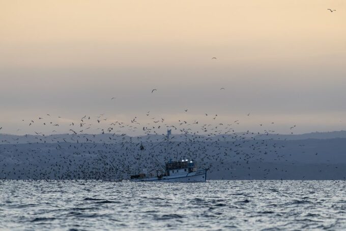 Vrsar: Dolphin Sunrise Adventure With Speedboat - Weather and Minimum Travelers