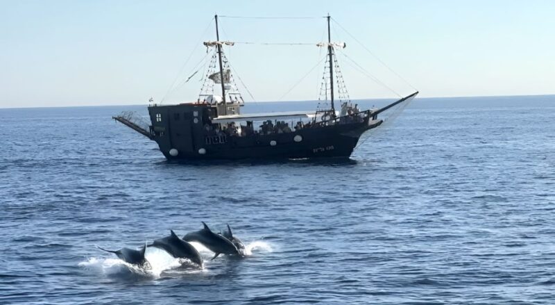 Vrsar: Dolphin Watching Boat Ride - Good To Know