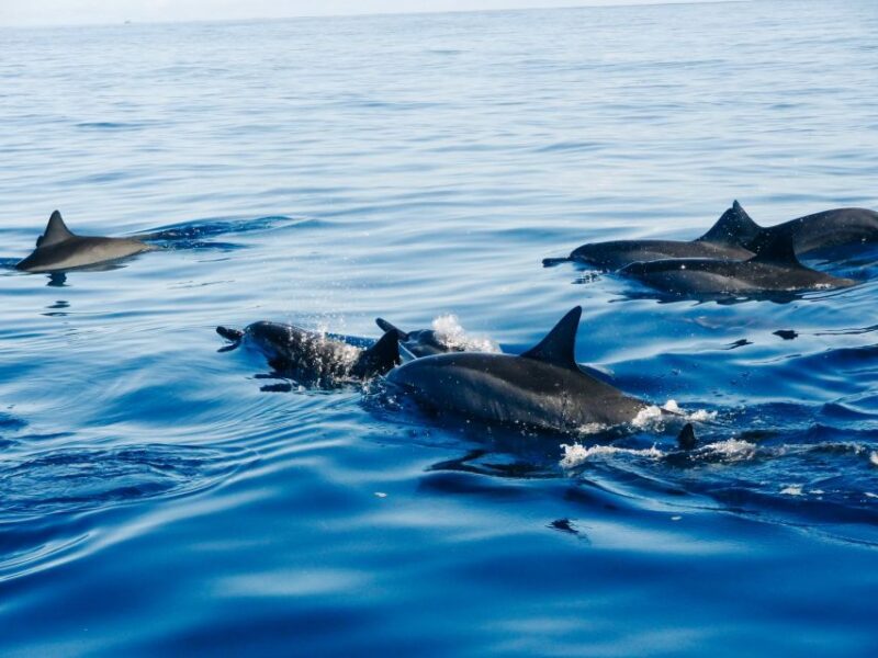 Vrsar: Dolphin Watching Boat Ride - Free Cancellation and Reserve Options