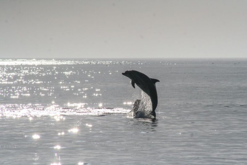 Vrsar: Dolphin Watching Boat Ride - Experienced Staff and Captain