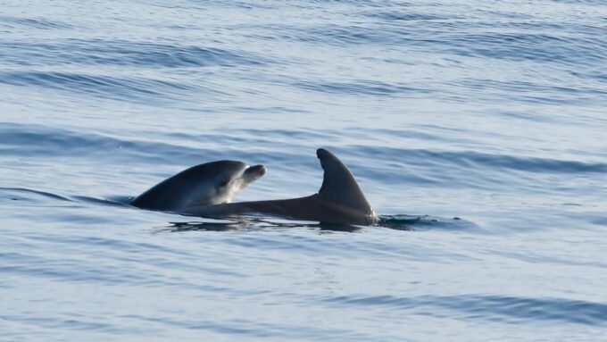 Vrsar: Dolphin Watching Boat Ride - Participant Age and Language Options