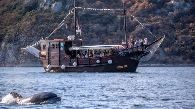 Vrsar: Dolphin Watching Boat Ride - Customer Reviews and Ratings
