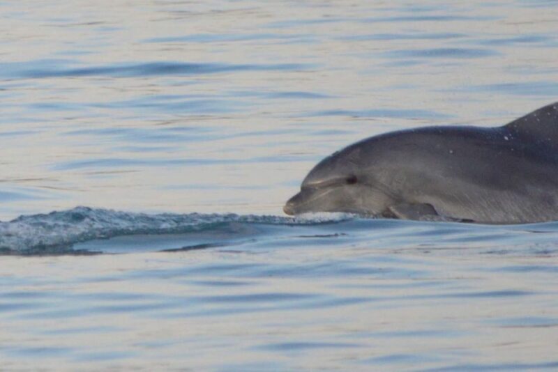 Vrsar: Dolphin Watching Boat Tour Including Drinks - Meeting Location and Requirements