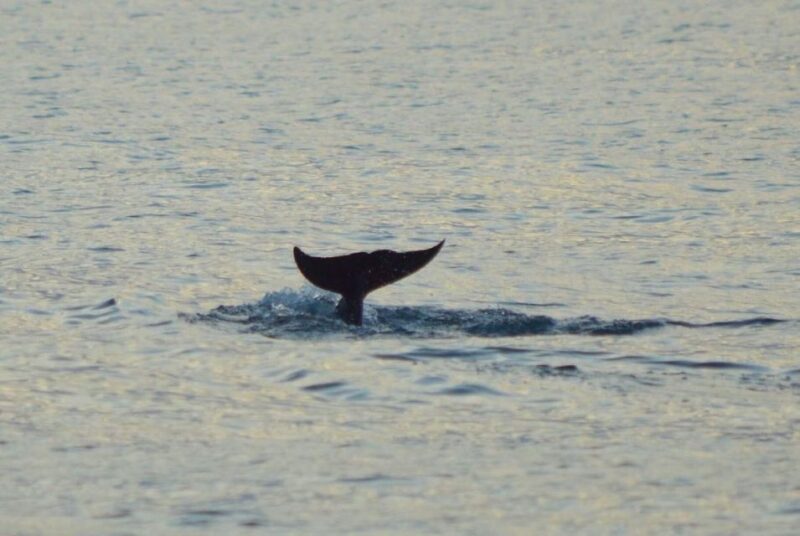 Vrsar: Dolphin Watching Boat Tour Including Drinks - Accessibility and Cancellation Policy